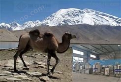 小型骆驼奶生产流水线 乳品生产线