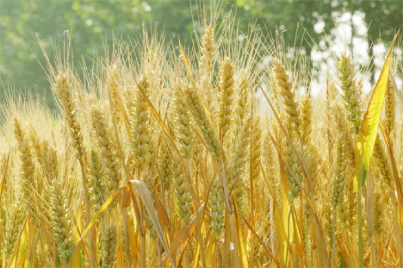 关注粮食生产——去年晚播的小麦，现在长势如何？